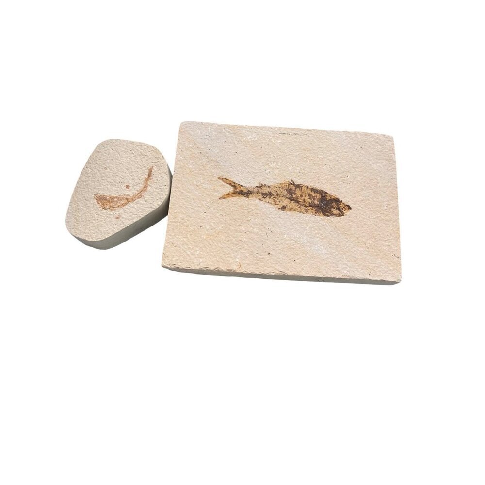 Fish Fossils Coral Beige Decor Collectible Set of 2
